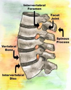 Human spine - facet joint, intervertebral disc, vertebrae