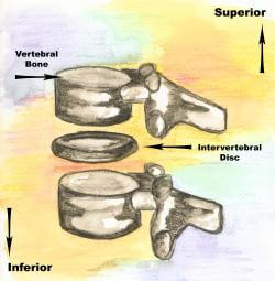 Two Lumbar Bones, One Disc with Labels copy 250