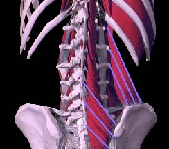 spine and associated muscles and tendons